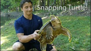 Snapping Turtles Everything You Need To Know [upl. by Naga220]