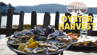 Oyster harvest is in full effect at Tomales Bays Hog Island Oyster Company  Bartells Backroads [upl. by Mirabel576]