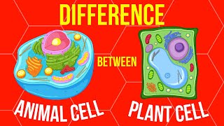 Difference Between Animal Cell and Plant Cell  Biology  An Overview [upl. by Lasko]