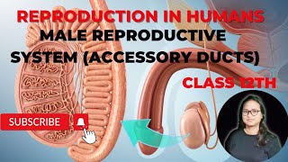 HUMAN MALE REPRODUCTIVE SYSTEM  MALE ACCESSORY DUCTS neet [upl. by Koby779]