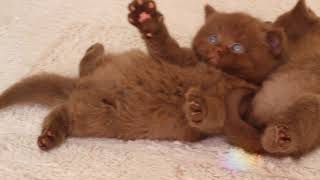 Cattery quotYour Honorquot British shorthaired kittens color chocolate carriers of the cinnamon gene [upl. by Ennair]