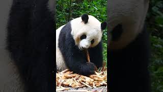 10 CURIOSIDADES sobre el OSO PANDA en 1 MINUTO 🐼 SHORTS [upl. by Sparky]