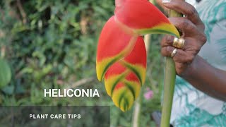 Heliconia  Simple propagation through division of its Rhizome and Plant Care tips [upl. by Ycnuahc942]