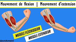 Extension et flexion  Muscle fléchisseur et muscle extenseur  Muscles antagonistes [upl. by Selby]