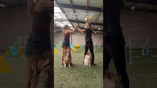 Entraînements Agility entre amis 🥰🐶 [upl. by Russel]