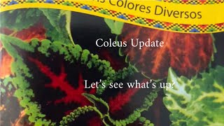 Growing Coleus from seed  Update time [upl. by Nnaacissej226]