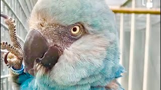 Extinct Spix macaw calling for each other The sounds and noises of Spix Macaws [upl. by Norbert]