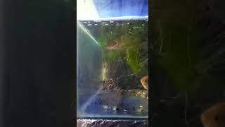 Gourami Fish Breeding [upl. by Reffotsirk554]