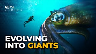 Why Do Deep Sea Creatures Evolve Into Giants [upl. by Paz]