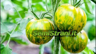 SemiStraniit  Pomodoro Tomato Green Zebra [upl. by Nelie]