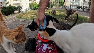 Yelling Cat vs Other Cats for Food🐈 [upl. by Benedicta982]