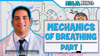 Respiratory  Mechanics of Breathing Pressure Changes  Part 1 [upl. by Aivatan]