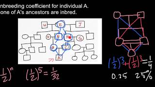 How to Find Inbreeding Coefficient [upl. by Lonny]