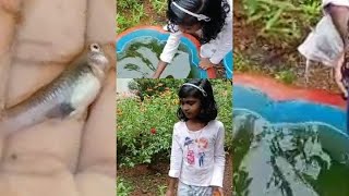 മുത്തൂസിന്റെ സാരിവാലൻ മീൻ ചത്തപ്പോൾ sarivaln fish farming malayalam kerala [upl. by Westbrook]