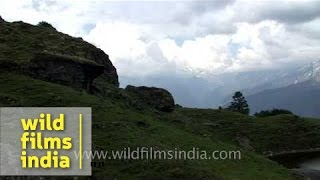 Shepherd looks after his sheep en route Kuari Pass Uttarakhand [upl. by Mittel]