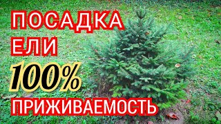 Как посадить ель Посадка ели на участке Или как правильно посадить ель чтобы ель прижилась [upl. by Alvira]