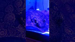 Freshwater Stingray aquarium stingray fish fishbowl vibes fishtank hobby freshwater [upl. by Camfort]