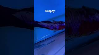 Dropsy betta fish 😭 [upl. by Suryt]