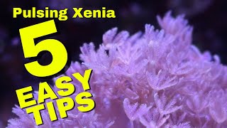 How To Successfully Keep Pulsing Xenia  5 Easy Tips For Beginners [upl. by Habas268]