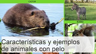 Animales con pelo  Características y ejemplos ¡Descúbrelo [upl. by Hilda]