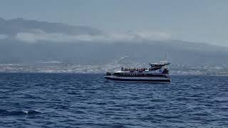 Experience Royal Dolphin Tenerife Ultimate Pilot Whale Watching Adventure 🐬 [upl. by Ive]