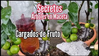 Secretos para tener árboles Frutales en maceta Cargados de Fruto y Flor  Aquí te los explico [upl. by Jehial]