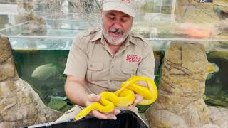 RAREST Reticulated Pythons in the World [upl. by Lapides]