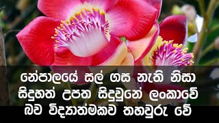 ඉතිහාසය කියන ගසක් ලංකාවෙන් හමුවේ  Couroupita guianensis Vs Shorea robusta [upl. by Yusuk886]