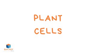 Plant Cell Structure KS3 parts of a plant cell [upl. by Oivaf874]