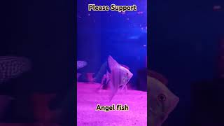 How to angelfish care angelfishcare fish angelfishtank anglefish fishtank fishing angelshots [upl. by Attehcram612]