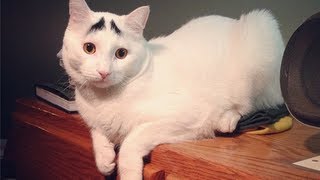 Cat compilation 2013  1st подборка котов 2013  1я часть [upl. by Artened472]