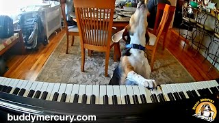 💘 My Furry Valentine 💘 Featuring Buddy Mercury Piano Dog [upl. by Ahsyekal]