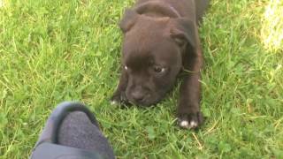 Staffordshire bullterrier puppies [upl. by Carole]