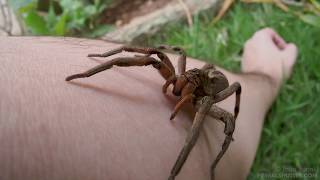 Wolf spider handling [upl. by Freddi]