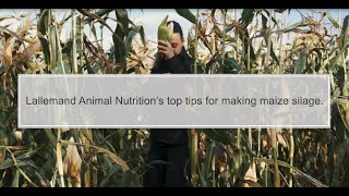 Top Tips for making maize silage [upl. by Novat]