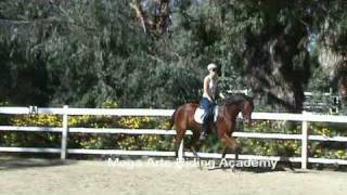 SemiPrivate Dressage Lesson [upl. by Mcneil]