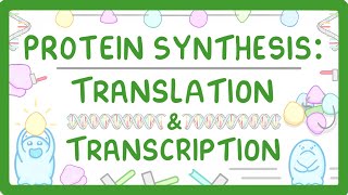 How are Proteins Made  Transcription and Translation Explained 66 [upl. by Howes]