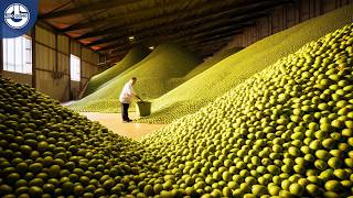 Harvesting MILLIONS Of TONS Of Olives To Produce Expensive Olive Oil [upl. by Gunzburg407]