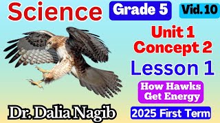 ساينس خامسة ابتدائى ترم اول 2025 Science Grade 5 Concept 2 Lesson 1 How Hawks Get Energy [upl. by Adnorhs]