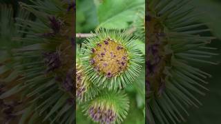 Greater Burdock  Arctium lappa flowers wildplanet [upl. by Niawtna31]