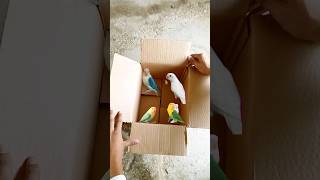 Love Birds New Unboxing Viral 20 unboxing Love Birds  Online Parcel Delivery  Birds  Shorts [upl. by Ehtyde]