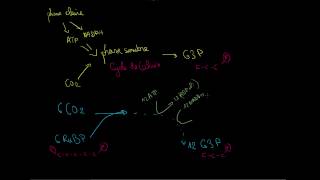 Photosynthèse  cycle de Calvin [upl. by Azmah]