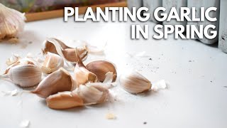 How To Plant Garlic In Spring 🧄 Balconia Garden [upl. by Hambley]