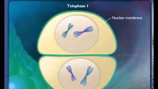 Stages of Meiosis [upl. by Spurgeon653]