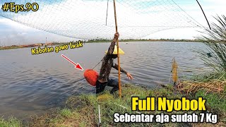 Eps90 Rawa dangkal sarang ikan nila yang ikannya gemukgemuk [upl. by Nevar]