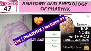 anatomy and physiology of pharynx ENT  PHARYNX LEC 1 [upl. by Eitsud]