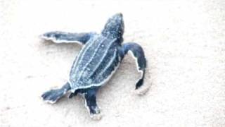 Leatherback hatchling at Sandy Lane Beach [upl. by Eelannej]