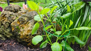 Garden With Me  We are planting Dahlias End of April gardening [upl. by Enos]