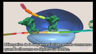 Traduction de lARN messager en protéine animation 3d [upl. by Clapp579]