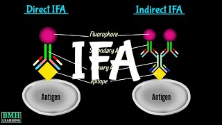 Immunofluresence Assay  IFA  Direct Immunofluresence  Indirect Immunofluresence [upl. by Kilk]